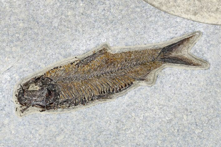Fossil Fish (Knightia) - Green River Formation #179300